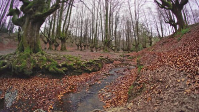oto&ntilde;o en un hayedo con rio que lo atraviesa lleno de hojas ca&iacute;das
