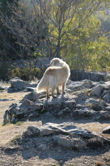 Fototapeta premium Hund auf Felsen