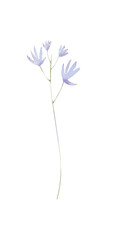 Watercolo floral branch png, elegant plant, blue blossom flower clipart.