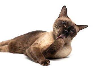 Siamese cat with blue eyes isolate on white background. Blue diamond cat licking and cleaning fur...