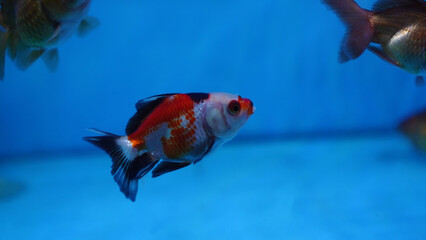 fish swimming in aquarium