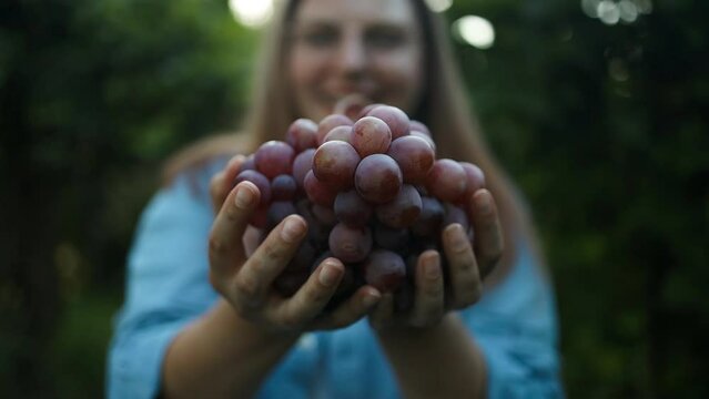 Smiling woman holding bunch of pink grapes, vineyard background. High quality FullHD footage