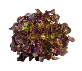 Red lettuce, Red oak leaf, Salad vegetable transparent png