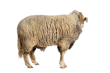 Fototapeta premium Ram Sopravissana sheep looking back with big horns, isolated on white
