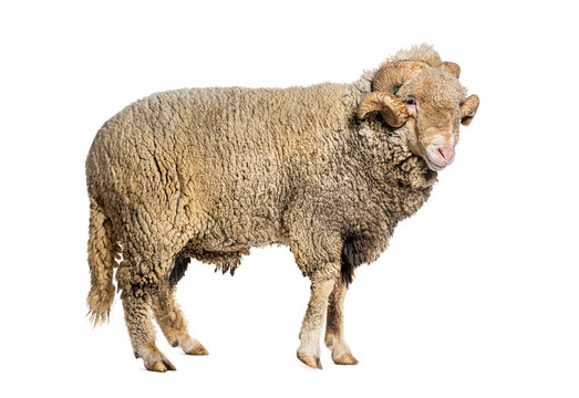 Ram Sopravissana sheep with big horns, isolated on white