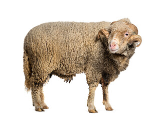 Ram Sopravissana sheep with big horns, isolated on white