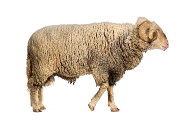 Ingelijste posters Ram Sopravissana sheep with big horns walking away, isolated on white © Eric Isselée