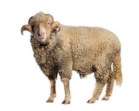 Ram Sopravissana sheep with big horns, isolated on white