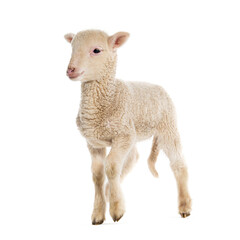 Naklejka na ściany i meble Lamb Sopravissana sheep, isolated on white