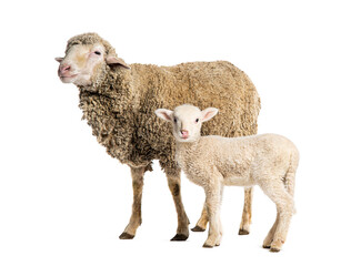 Obraz premium Ewe Sopravissana sheep with her lamb, isolated on white