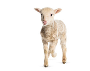 Lamb Sopravissana sheep, isolated on white © Eric Isselée