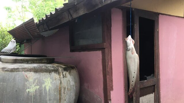 Clown hairy back fish, large spotted knife fish, dead freshwater fish used for cooking.