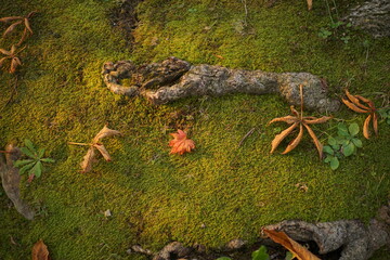 苔の上に落ちた枯れ葉