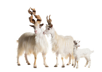 Male, Female and kid Girgentana goat, sicilian breed, isolated on white