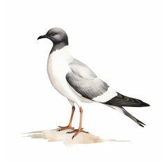 Obraz premium Sabines gull bird isolated on white background.