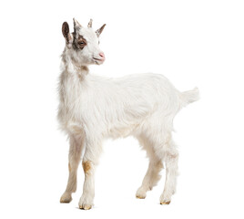 Young kid Girgentana goat, sicilian breed, isolated on white