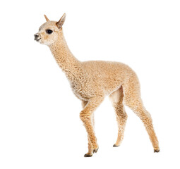 Light fawn young alpaca, eight months old - Lama pacos, isolated on white
