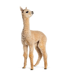 Obraz premium Light fawn young alpaca, eight months old - Lama pacos, isolated on white