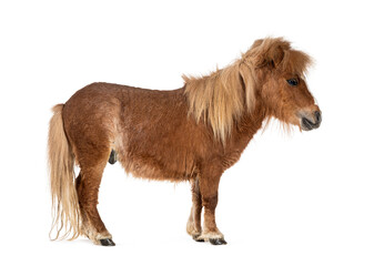 Falabella, Falabella Miniature Horse, Falabella Pony, Argentine Dwarf, Miniature Horse, Toy Horse