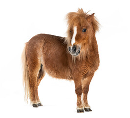 Falabella, Falabella Miniature Horse, Falabella Pony, Argentine Dwarf, Miniature Horse, Toy Horse