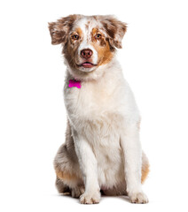 Australian shepherd sitting and wearing a collar , Isolated on white