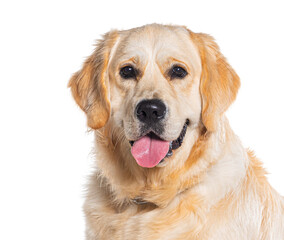 Head shot of a panting Golden retriever looking at camera, isolated on white