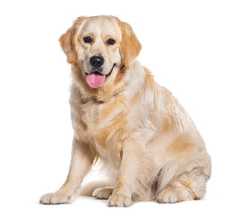 Protrait of a Golden retriever sitting,  Panting, and looking at the camera isolated on white