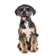 Sitting and Panting Crossbreed dog , Yorkshire cross with shih tzu, isolated on white