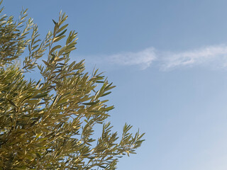 blue sky with trees in background blue sky background with clouds. Beautiful sunset sky above clouds with dramatic light. Fluffy clouds at sunset