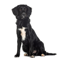 Crossbreed dog, Australian shepherd cross  with Cocker, isolated on white