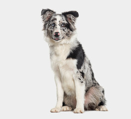 Blue merle puppy australian shepherd sitting looking at the camera, isolated on grey