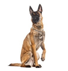 Belgian shepherd Malinois wearing a collar, looking at the camera and pawing, isolated on white