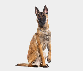 Belgian shepherd Malinois wearing a collar, looking at the camera and pawing, isolated on grey