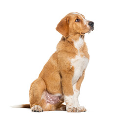 Portrait side view of a mixed breed dog looking away, Isolated on white