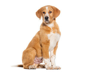 Sitting mixed breed dog looking at the camera, Isolated on white