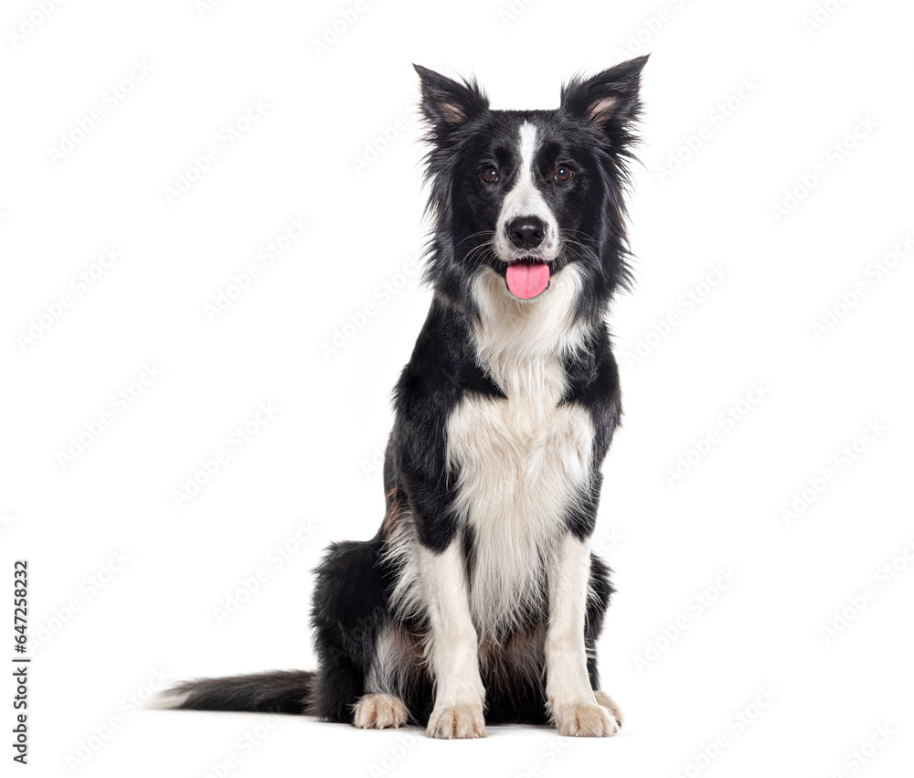 Sticker Young Black and white Panting Border collie sitting and looking at the camera, One year old, Isolated on white