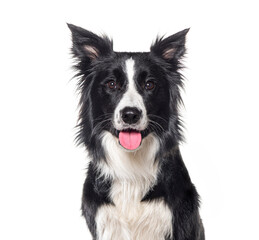 Head shot of a Young Black and white Border collie panting looking at the camera, One year old, Isolated on white