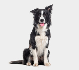 Young Black and white Panting Border collie sitting and looking at the camera, One year old, Isolated on grey - obrazy, fototapety, plakaty