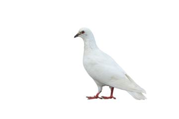 Beautiful of White dove flying isolated on transparent background png file