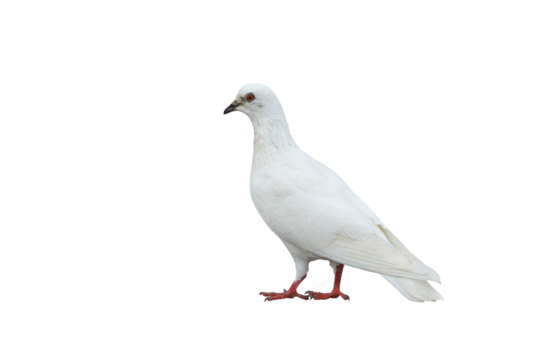 Beautiful of White dove flying isolated on transparent background png file