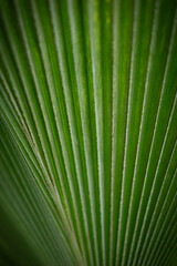 palm leaf texture