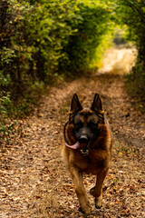 Naklejka premium German shepherd in the woods with his mouth open and his tongue hanging out. Behind him is the greenery of nature