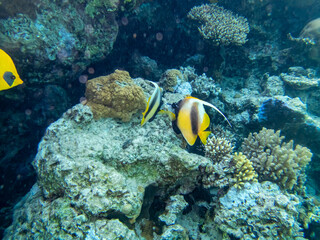 Naklejka na ściany i meble Very beautiful inhabitants of the coral reef of the Red Sea