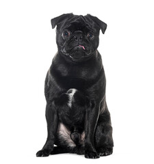 Sitting Black pug looking at the camera with his tongue out of its mouth , Isolated on white