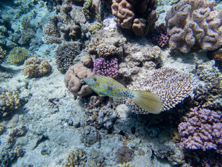 Very beautiful inhabitants of the coral reef of the Red Sea