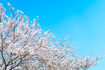 Spring cherry blossoms