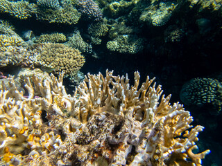 Very beautiful inhabitants of the coral reef of the Red Sea