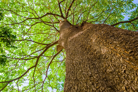 Branches of a high Black Afara tree spread in sunlight from ants eye view, shady of an old tree, growth, and environment concept