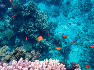 Very beautiful inhabitants of the coral reef of the Red Sea