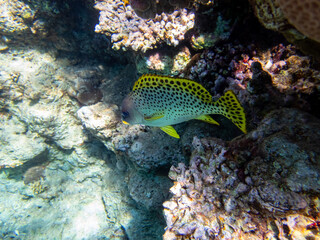 Naklejka na ściany i meble Very beautiful inhabitants of the coral reef of the Red Sea